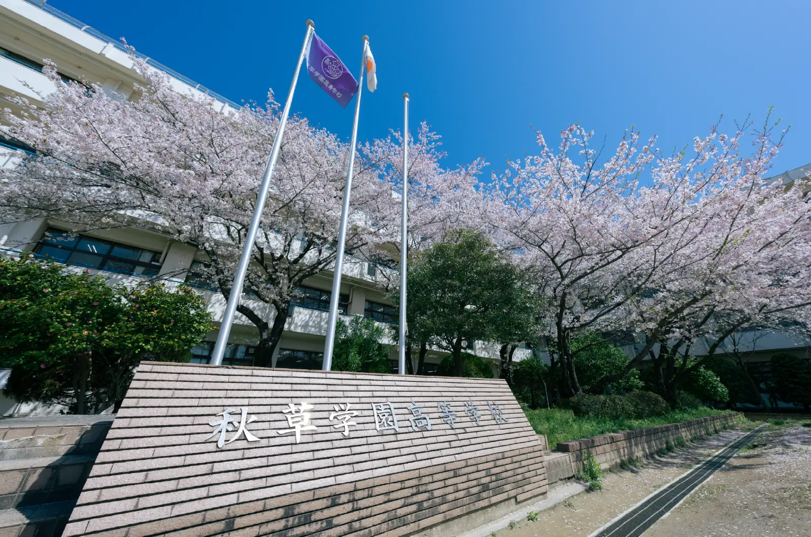 写真：桜に囲まれた秋草学園高等学校の校舎